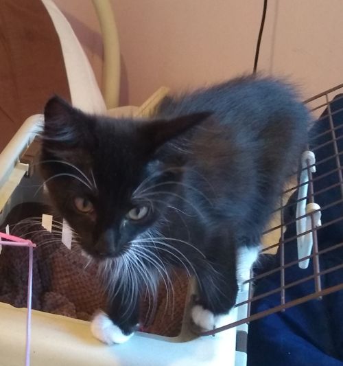 Pixie standing on a pet carrier.