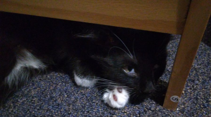 Pixie under a low shelf.