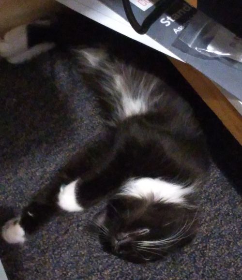 Pixie sleeping under a low shelf in a silly pose.