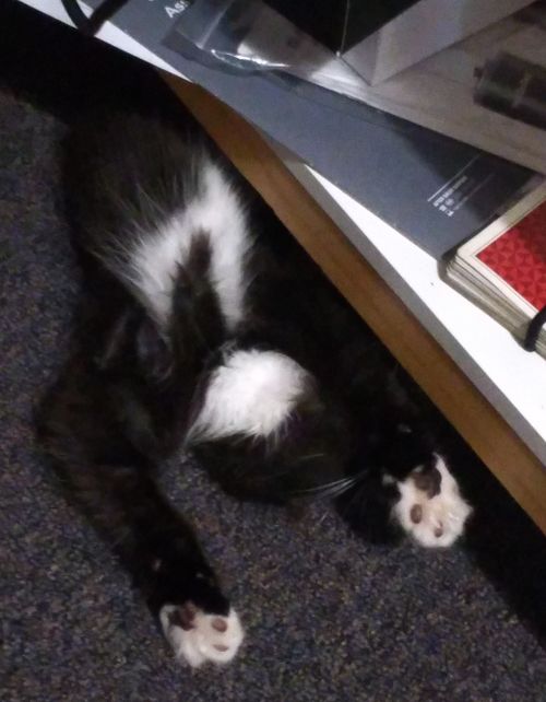 Pixie sleeping under a low shelf in a silly pose.