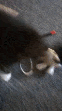 Pixie getting lots of pats.