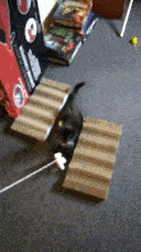 Pixie playing with a dangle toy.