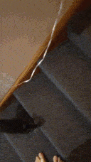 Pixie following me up the stairs.