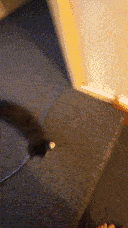 Pixie following me down the stairs.