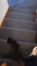 Pixie pausing on the stairs to beg for pats.