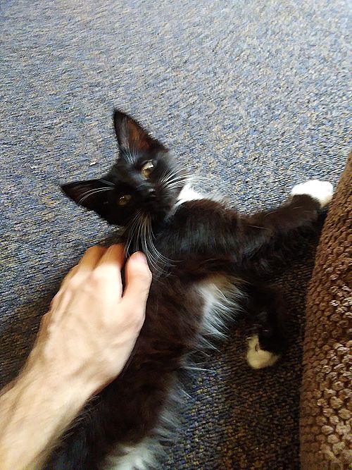 Pixie being petted.