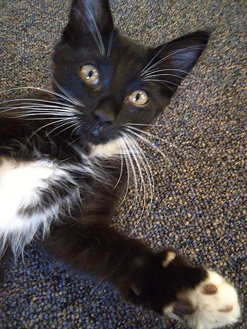 Pixie laying on the ground with one paw sticking out towards the camera.