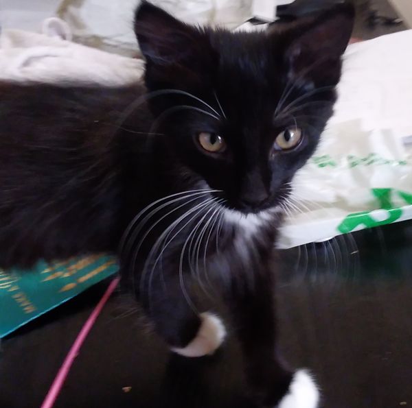 Pixie standing on a messy table.