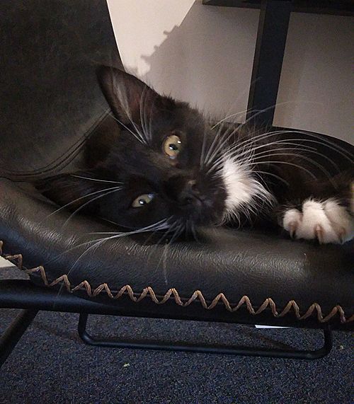 Pixie laying sideways on a chair.