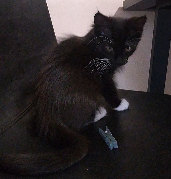 A very cute and fluffy black-and-white kitten sitting on a chair.