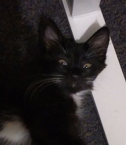 Pixie sleeping with her head resting on the foot of a desk.