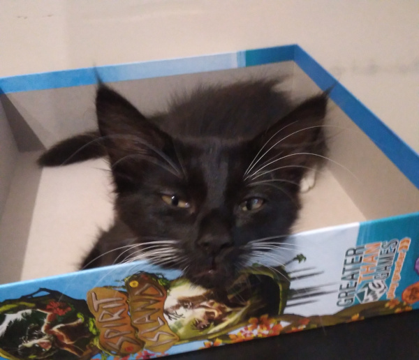 Pixie laying in one half of a board-game box.