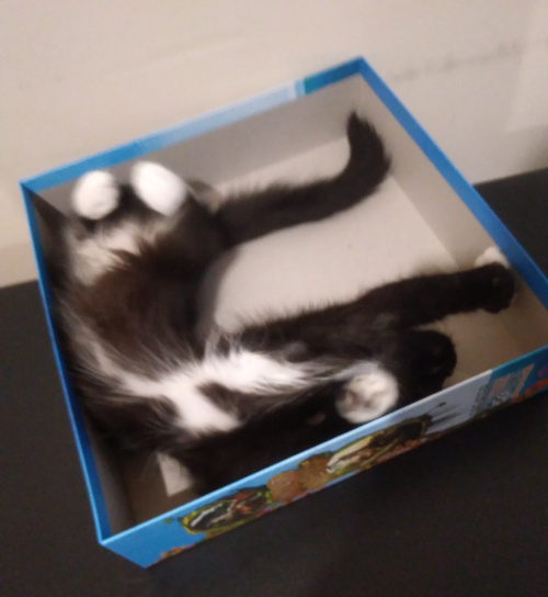 Pixie in the box making a silly pose.