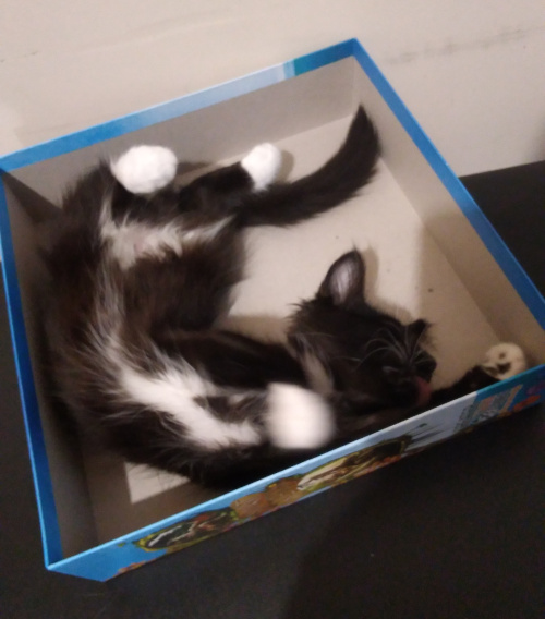 Pixie licking her leg in the same pose.