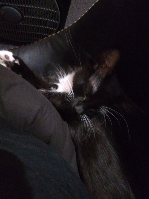 Pixie sleeping squished between me and the back of the chair.