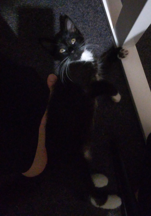 Pixie laying under my desk leaning against my foot.