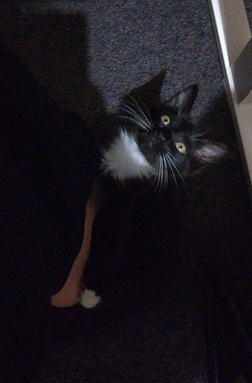 Pixie under my desk grabbing onto my foot, looking up at the camera with a silly expression.