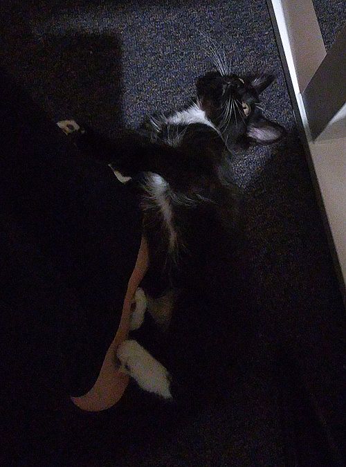 Pixie laying next to my foot.