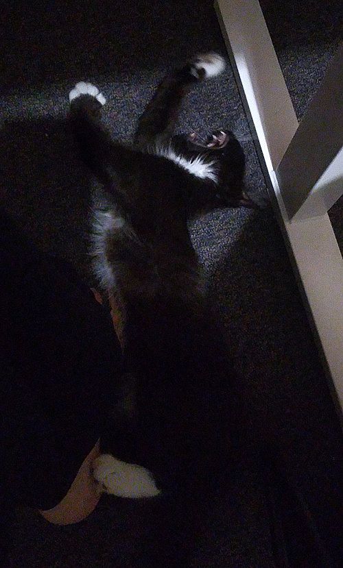 Pixie stretching and yawning next to my foot.