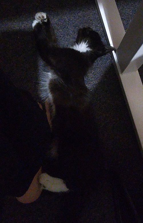 Pixie dozing off in the same position.