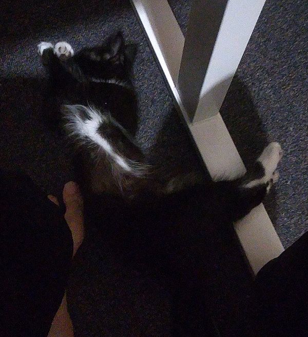 Pixie sleeping next to my foot in a silly pose.