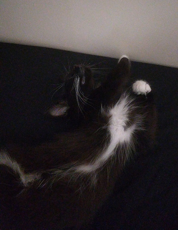 Pixie twisted in a silly position on my bed.