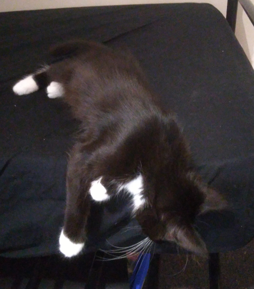 Pixie laying on my bed, her head looking down over the side.