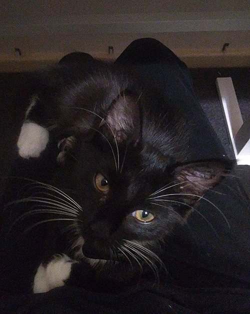 Pixie sitting on my lap.