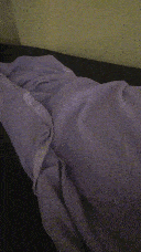 Pixie playing under a blanket.