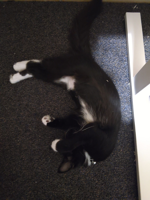 Pixie sleeping on the floor in various funny poses.