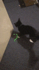 Pixie playing with her favourite fluffy worm toy in my room.