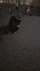 Pixie carrying it toward a rack with other cat toys hanging from it.