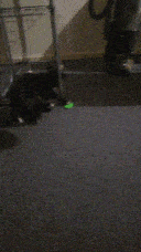 Pixie playing with the toy under the rack.