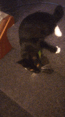 Pixie playing with the toy at the top of the stairs.