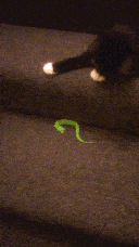 Pixie playing with the toy and knocking it further down the stairs.