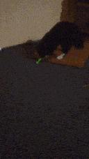 Pixie playing with it downstairs, near the door.