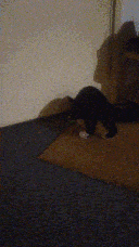 Pixie carrying the toy in her mouth.