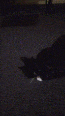 Pixie carrying the toy toward the stairs.