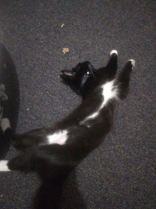 Pixie sleeping on the floor in a silly pose.