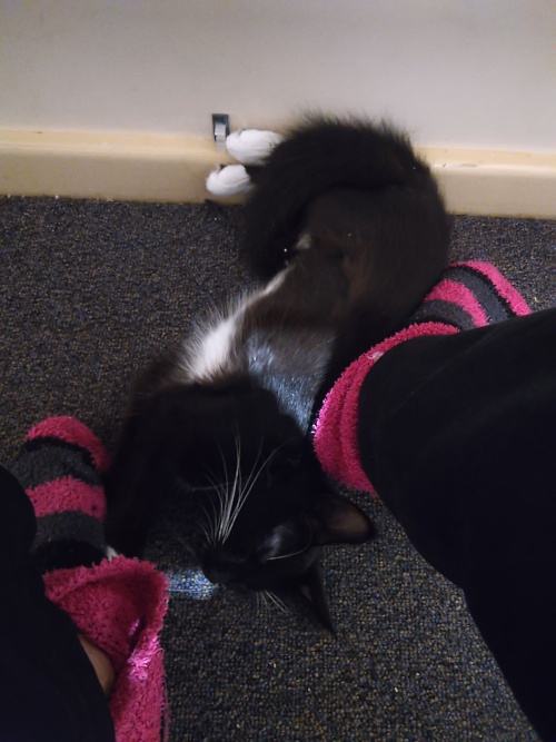 Pixie sleeping between my feet, which are wearing fluffy pink socks.