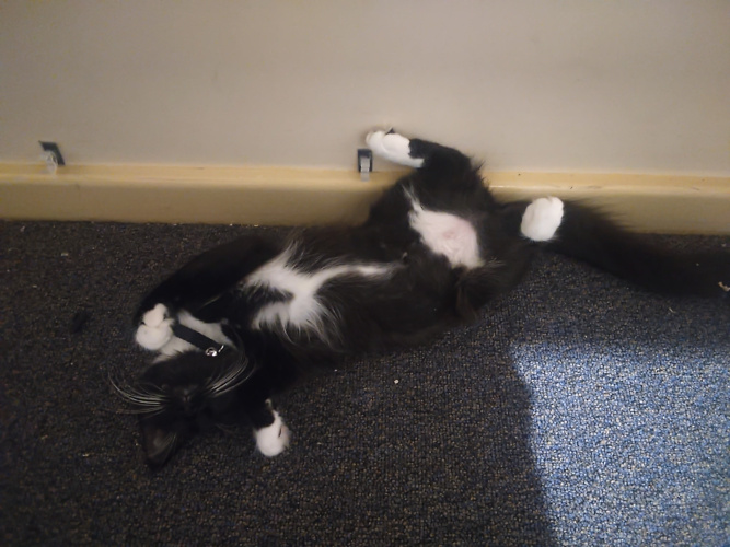 Pixie sleeping against the wall under my desk in a silly pose.