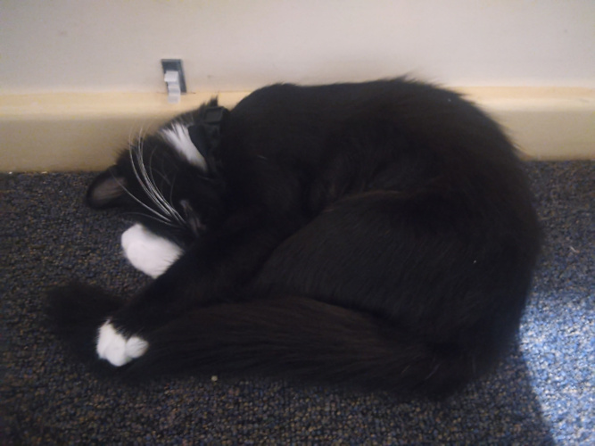 Pixie against the wall, curled into a ball.