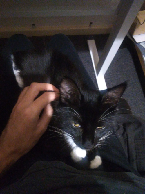 Pixie sitting on my lap.