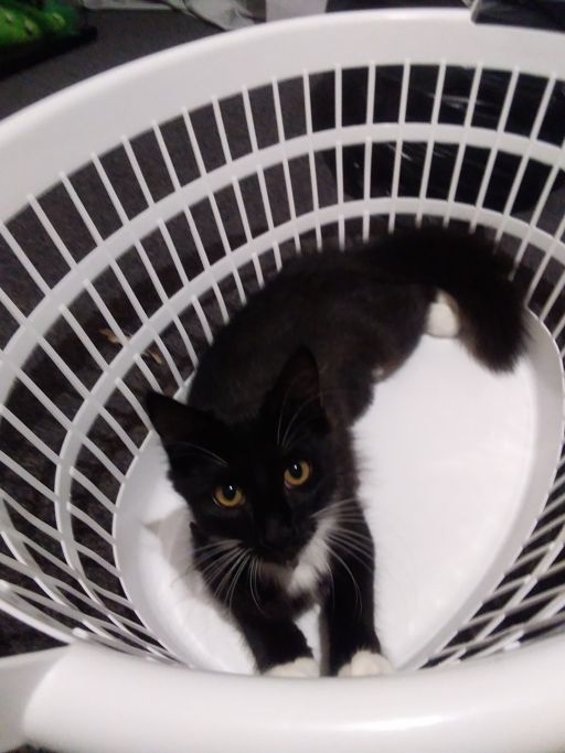 Pixie sitting in a clothes basket.