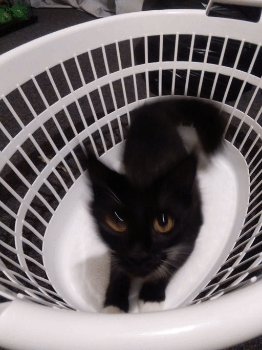 Pixie in the basket attacking the camera.