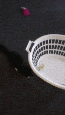 Pixie trying to get a toy through the gaps in a clothes basket.