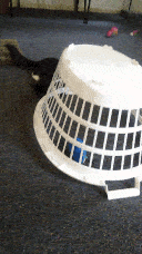 Pixie shoving herself partly under the basket to grab a different toy.