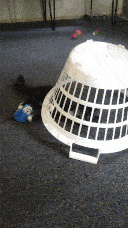 Pixie kicking the basket so that it fully covers her.