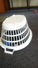 Pixie attempting to get out from the basket, but just shoves it forward.