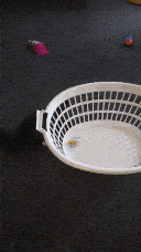 Pixie jumping into the basket to get the toy.